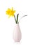 Narcissus flower in a vase