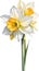 Narcissus flower watercolor painting. AI-Generated.
