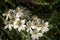 Narcissus-flowered anemone Anemone narcissiflora flowering on meadow above Malbun, Liechtenstein