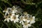 Narcissus-flowered anemone Anemone narcissiflora flowering on meadow above Malbun, Liechtenstein