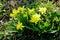 Narcissus flowers blooming in the field.