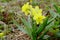 Narcissus flowers blooming in the field.