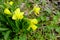 Narcissus flowers blooming in the field.