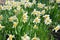 Narcissus flowers flower bed with drift yellow. White double daffodil flowers narcissi daffodils. Narcissus flower also known as