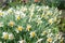 Narcissus flowers flower bed with drift yellow. White double daffodil flowers narcissi daffodils. Narcissus flower also known as