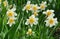 Narcissus flowers flower bed with drift yellow. White double daffodil flowers narcissi daffodils. Narcissus flower also known as