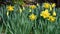 Narcissus flowers flower bed with drift yellow. White double daffodil flowers narcissi daffodils. Narcissus flower also known as d