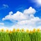 Narcissus flowers in grass over sunny blue sky