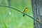 Narcissus Flycatcher