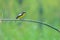 Narcissus Flycatcher