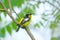 Narcissus Flycatcher