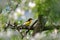 Narcissus Flycatcher on the branch of toringo crabapple tree