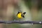 Narcissus flycatcher & x28;ficedula narcissina& x29;