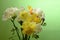 Narcissus with freesia the beautiful colorful spring flower close up