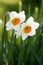 Narcissus (genus)