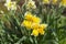 Narcissus genus monocotyledonous plants of the family Amaryllis