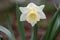 Narcissus hybridus bright white trumpet daffodils stainless flowers in bloom, early springtime bulbous flowering plants