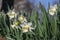 Narcissus hybridus bright white trumpet daffodils stainless flowers in bloom, early springtime bulbous flowering plants