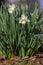 Narcissus hybridus bright white trumpet daffodils stainless flowers in bloom, early springtime bulbous flowering plants