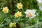 Narcissus of the Ice King species on a flowerbed.White terry daffodils in a field.Flowering of large double narcissuses ,daffodils