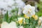 Narcissus of the Ice King species on a flowerbed.White terry daffodils in a field.Flowering of large double narcissuses ,daffodils