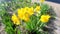 Narcissus jonquilla, commonly known as jonquil or rush daffodil. Some beautiful yellow flowers