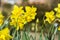 Narcissus jonquilla in the garden on a beautiful sunny day, selective focus on the flower