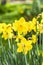 Narcissus jonquilla in the garden on a beautiful sunny day, selective focus on the flower