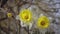 Narcissus. Large daffodils on a spring morning in the wind