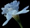 Narcissus light blue flower isolated on black background with clipping path. Close-up. Side view.