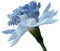 Narcissus light blue flower isolated on white background with clipping path. Close-up. Side view.