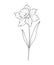 Narcissus Line Art. Narcissus outline Illustration. December Birth Month Flower. Narcissus outline isolated on white