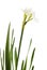 Narcissus papyraceus; Paperwhite;