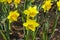 Narcissus of the Pimpernel species