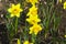 Narcissus of the Pimpernel species