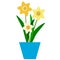 Narcissus. Plant. Flowers in a pot. Spring. Spring