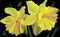 Narcissus plant from pieces