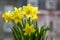 Narcissus pseudonarcissus in bloom, yellow daffodils
