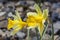 Narcissus pseudonarcissus `Lobularis` daffodil