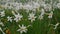 narcissus radiiflorus. Narcissus poeticus in Switzerland. Wild white narcissus flower blooming.