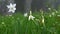 narcissus radiiflorus. Narcissus poeticus in Switzerland. Wild white narcissus flower blooming.