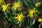 Narcissus Rip Van Winkle, unusual, multi-petalled, greenish yellow Daffodil flowers
