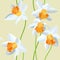 Narcissus seamless vector pattern