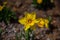 Narcissus in Spring. Blooming daffodils, Spring bulbs