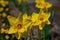 Narcissus in Spring. Blooming daffodils, Spring bulbs