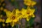 Narcissus in Spring. Blooming daffodils, Spring bulbs
