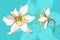 Narcissus spring flower