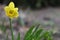 Narcissus spring flower in blossom.