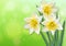 Narcissus spring flowers Vector realistic. Delicate flowers bouquet illustrations