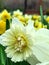 A narcissus starting to whither after a lush bloom